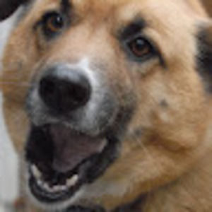 Meet your Posher, Roy